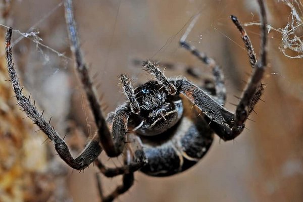В Великобритании нашли самого большого в мире паука