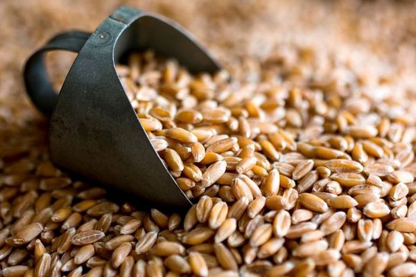 Египет планирует купить 500 тыс. тонн пшеницы в Казахстане
