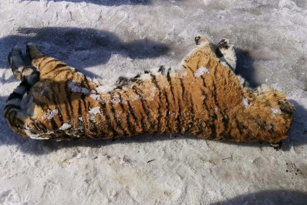 Замороженную тушу амурского тигра нашли у жителей Хабаровского края