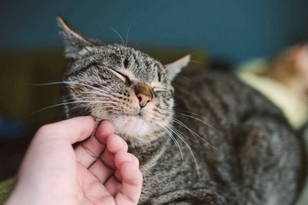 Ученые выяснили, что кошки способны запоминать имена своих владельцев