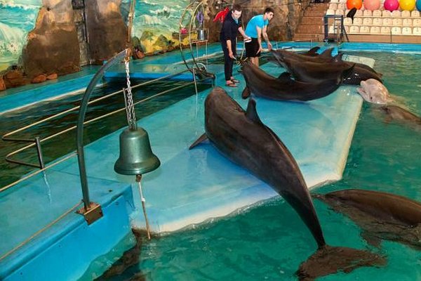 Харьковских дельфинов и морских львов эвакуируют