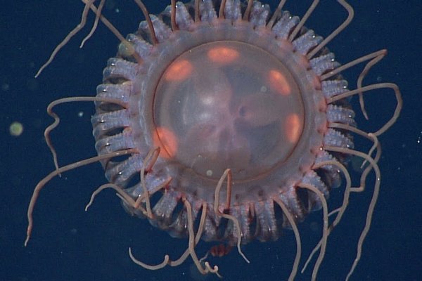 Ученые нашли медузу, похожую на красную летающую тарелку