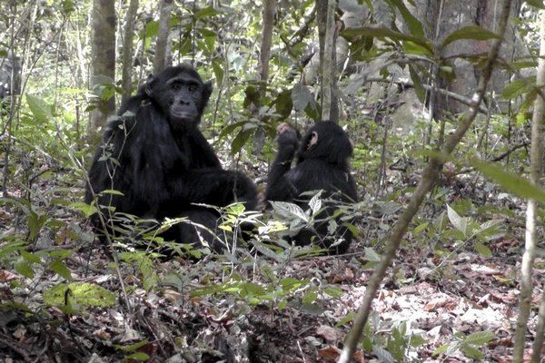 Лесные шимпанзе освоили редкий навык
