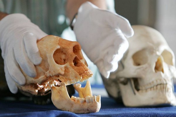 Найдены останки самого древнего жителя Европы