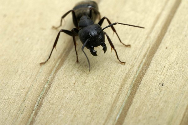 Ученые выяснили, как охотятся муравьи с необычными челюстями