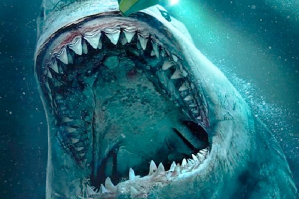 Ученые рассказали, сколько на самом деле зубов у акулы