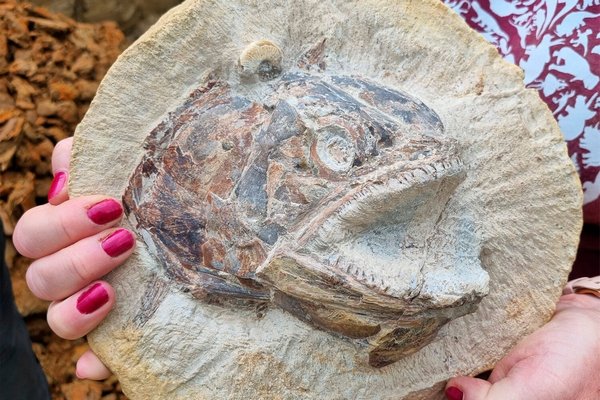 Палеонтологи обнаружили уникальную рыбу юрского периода