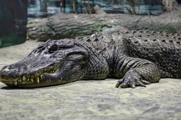 Ученые предупредили о вымирании крокодилов – это приведет к катастрофе