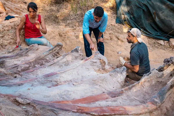 В Португалии нашли скелет, вероятно, самого большого динозавра в Европе