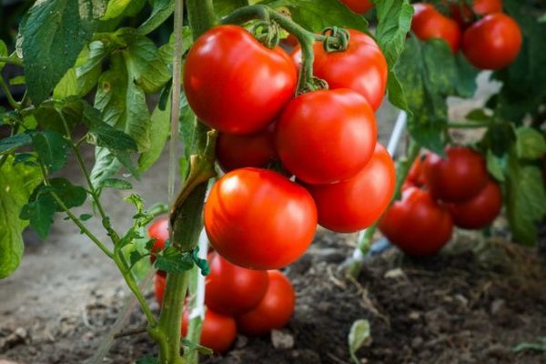 В Украине не хватает грунтовых томатов: как выросли цены на помидоры из теплицы