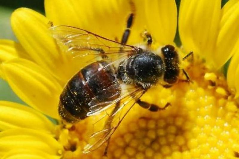 Ученые обнаружили причину вымирания пчел