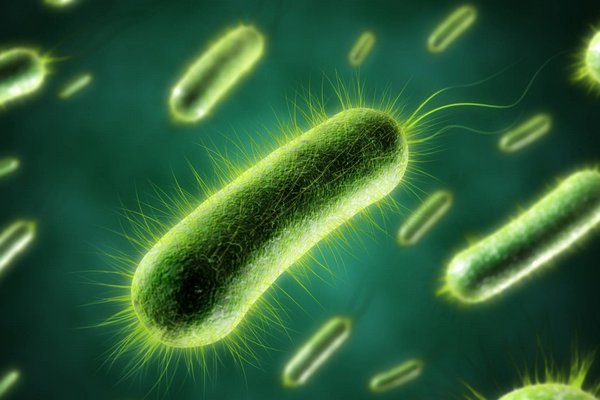 Ученые разгадали загадку движения бактерий