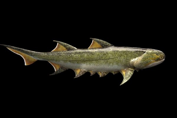 Ученые нашли акулу, которая может оказаться старейшим предком человека