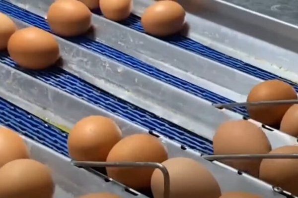 В Украине установились рекордные цены на яйца