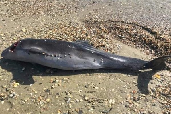 Из-за войны в Черном море могло погибнуть до 50 тысяч дельфинов - исследователь