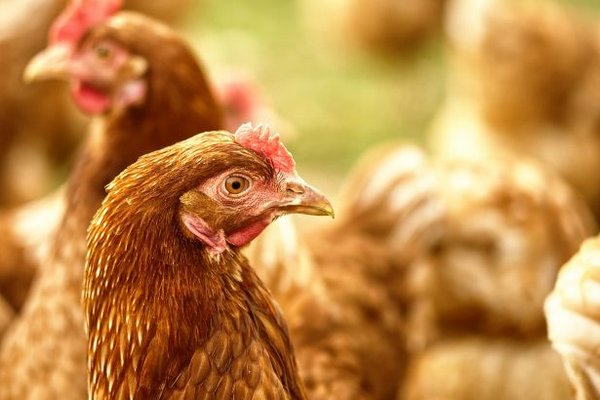 В Болгарии зафиксирована вспышка птичьего гриппа: уничтожат 19 тысяч кур