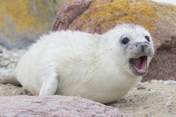 Ученые: У тюленей есть чувство ритма