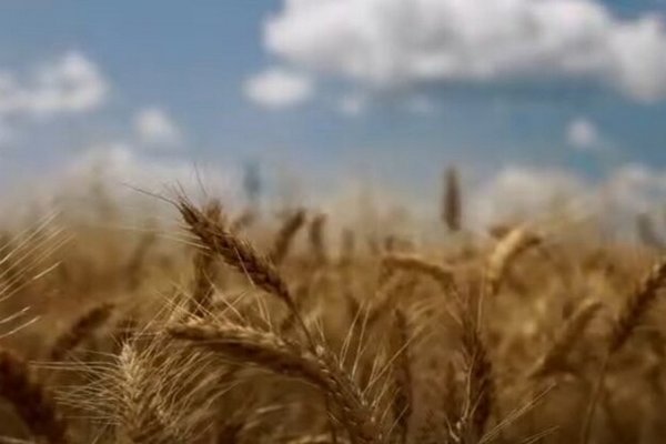 На Харьковщине собрали 1,5 млн тонн зерновых, несмотря на военные действия