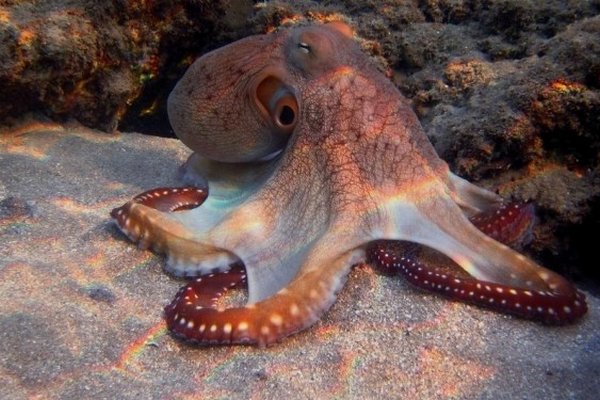 Человек и осьминог похожи: ученые обнаружили новую общую особенность