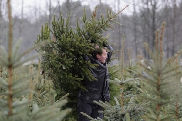 Украинцам напомнили про штрафы за незаконную вырубку елок