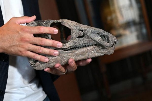 Ученые нашли новый вид динозавров: как выглядело доисторическое животное