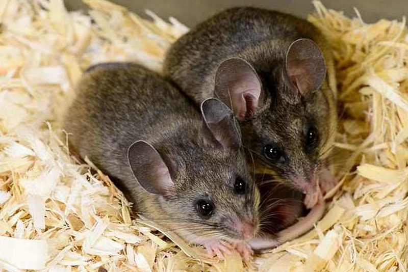 Ученые открыли секрет счастливого брака... мышей