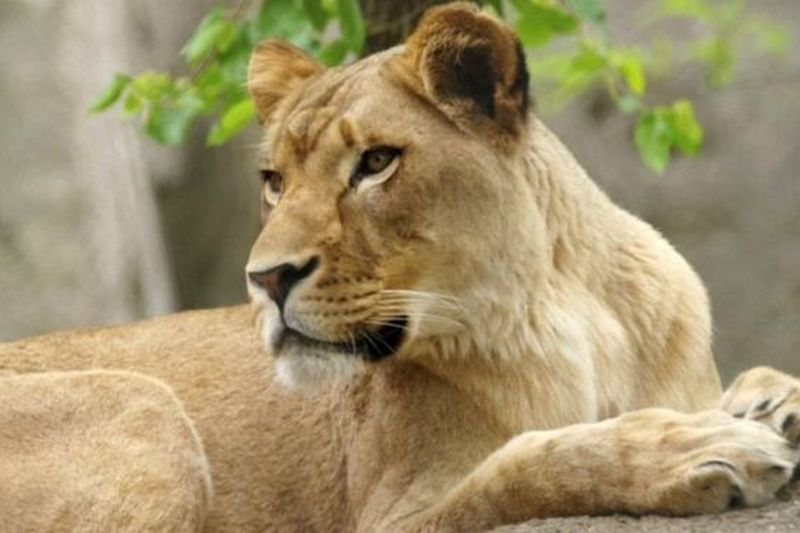 В зоопарке Индианаполиса львица убила льва и трех своих детенышей