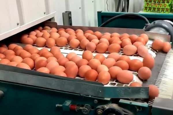 Цены на яйца: чего ожидать в 2023 году