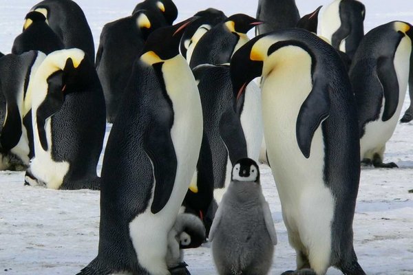 Самый известный вид пингвинов оказался под угрозой исчезновения