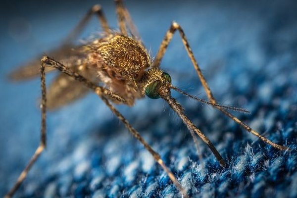 Ученые объяснили украинцам, почему комары летают зимой