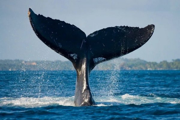 Ученые выяснили, как киты стали гигантами