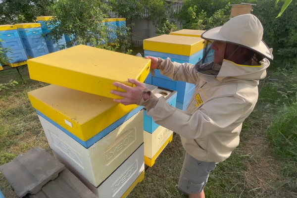 Улики Дадан — лучшие домики для пчел