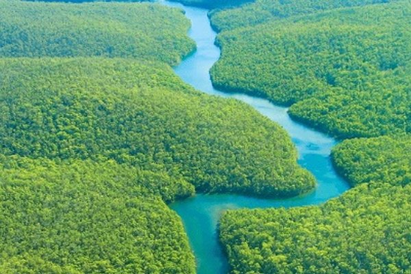 Ученые заявили, что люди уже уничтожили более трети лесов Амазонки