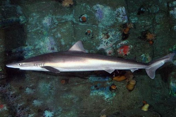 В Аргентине внутри акулы обнаружили пропавшего человека