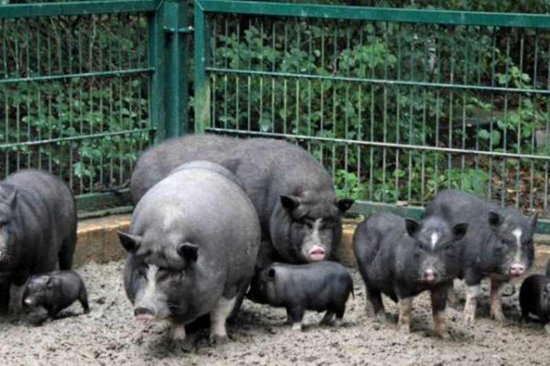 На Николаевщине домашние свиньи съели мужчину