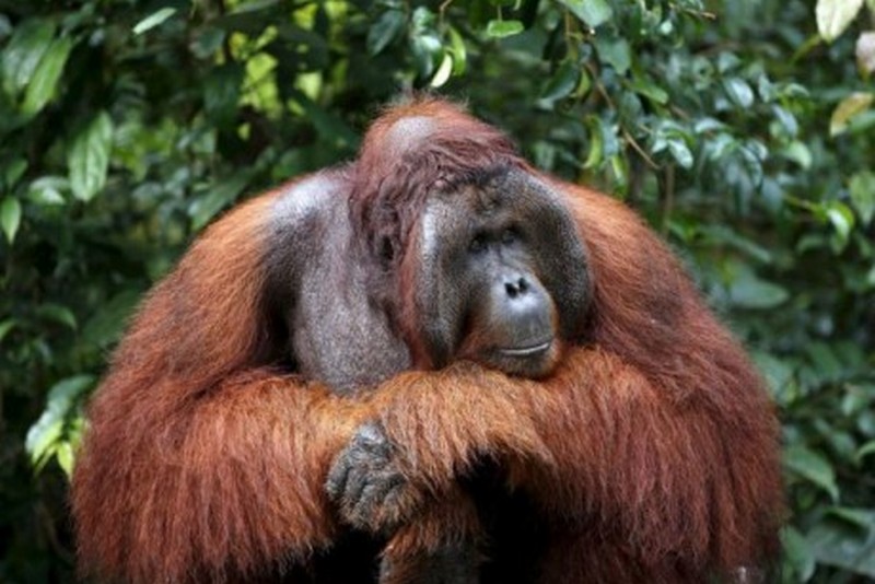 На острове Борнео уничтожили более 100 тыс. орангутангов
