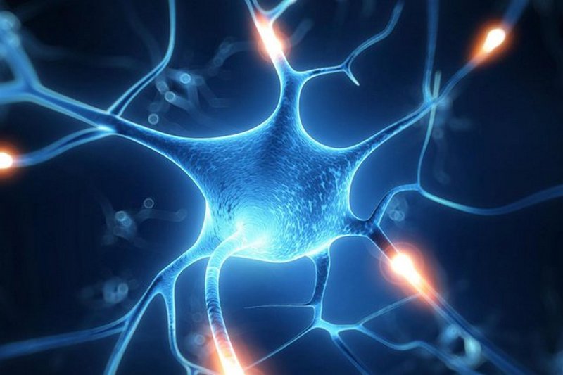 Ученые разгадали 125-летнюю тайну мозга