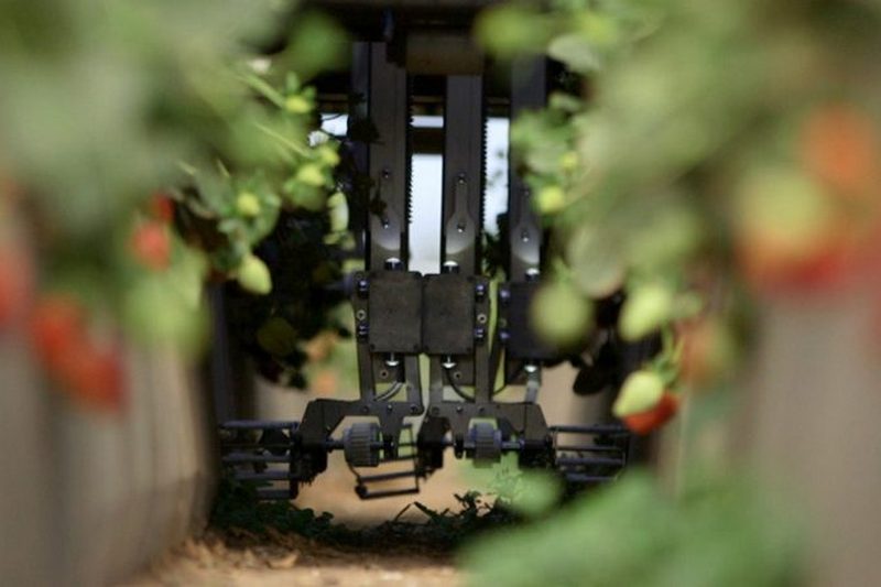 Ученые разработали робота с искусственным интеллектом для сбора ягод