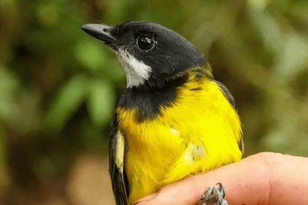 Найдены два новых вида птиц с нейротоксинами в перьях