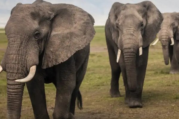 У диких слонов обнаружены признаки самостоятельного одомашнивания