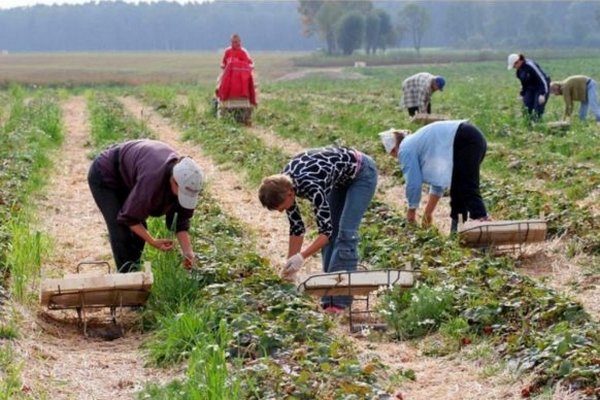 В Польше предлагают сезонную работу для украинцев: какую обещают зарплату