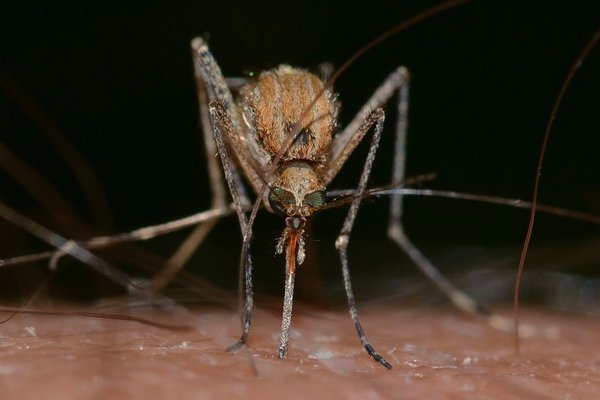 Почему одних людей комары кусают чаще, чем других – ответ исследователей