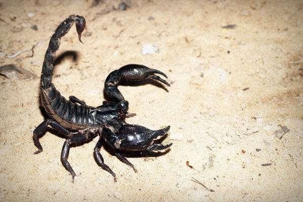 Великобритания оказалась под угрозой нашествия ядовитых скорпионов