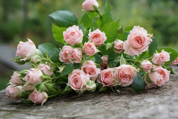 Почему розу называют императрицей цветов?