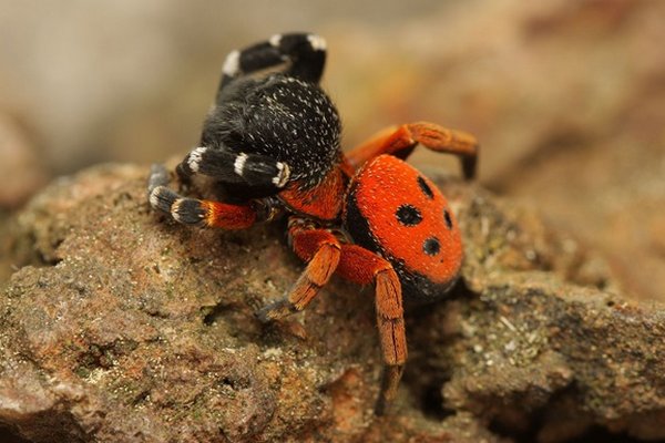 Опасный паук появился на территории Украины