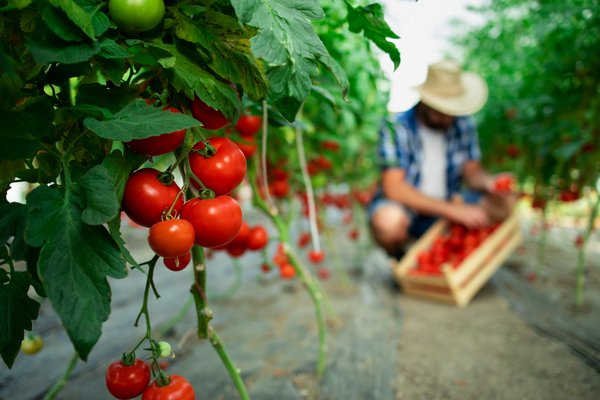 Медный купорос защитит помидоры от болезней: как правильно сделать раствор