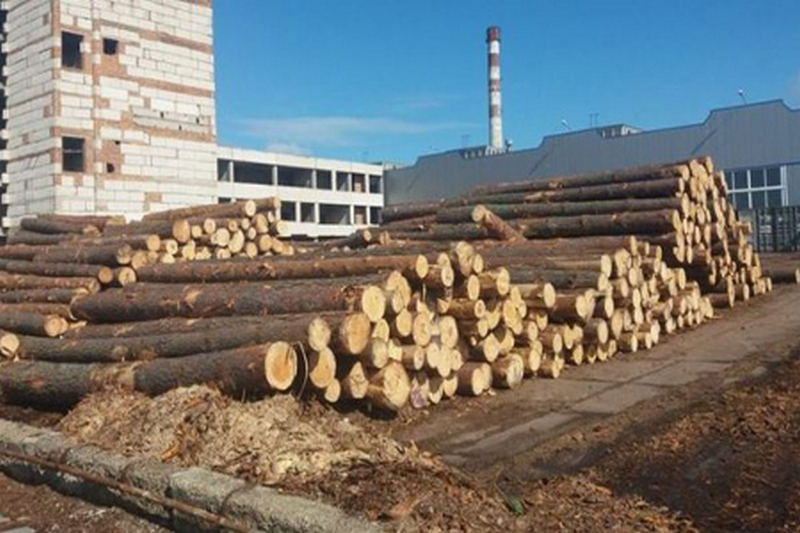 Украинцы активно уничтожают лес с целью добычи альтернативной энергии