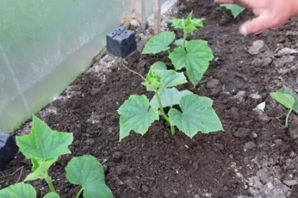 Сам себе агроном: какая форма огурца указывает на катастрофу с урожаем