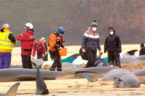 В Шотландии выбросились на берег сразу 55 дельфинов