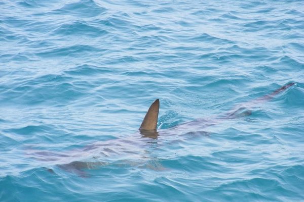 У побережья Австралии обнаружили новый вид разнозубых акул